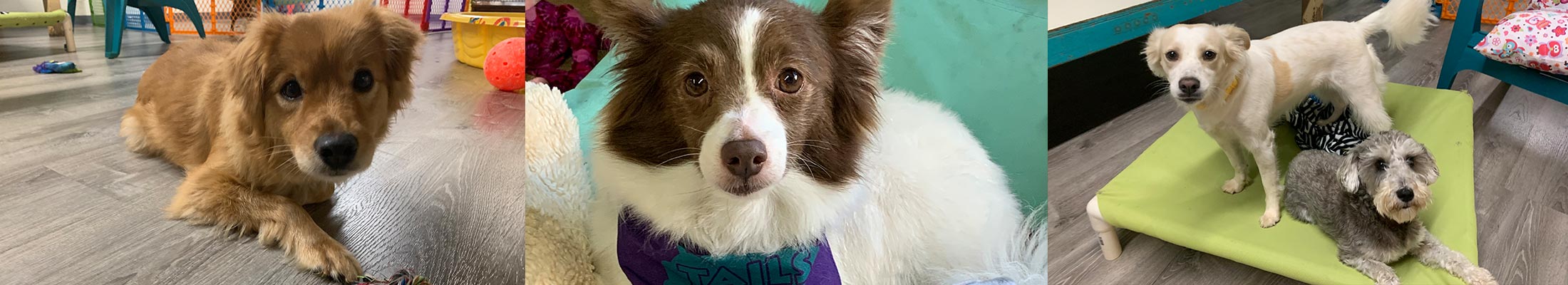 image of dogs and cats at Tails daycare