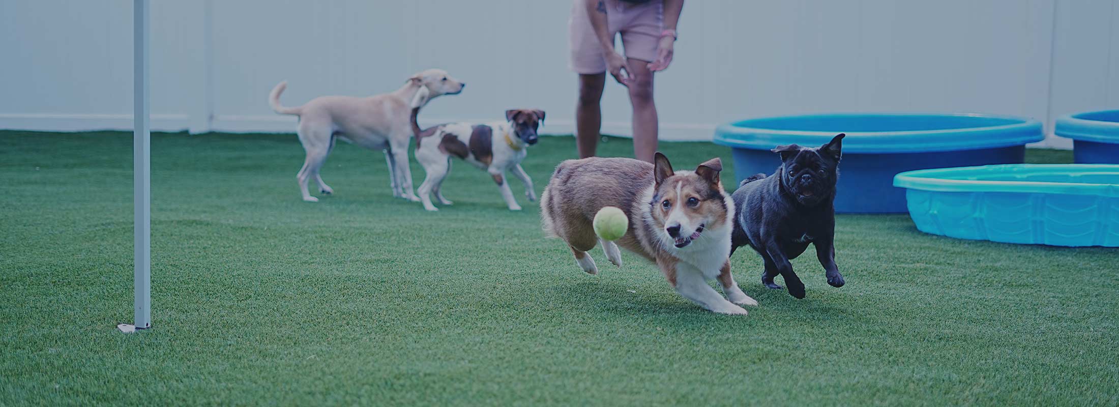 image of Dogs playing at Tails of Hawaii