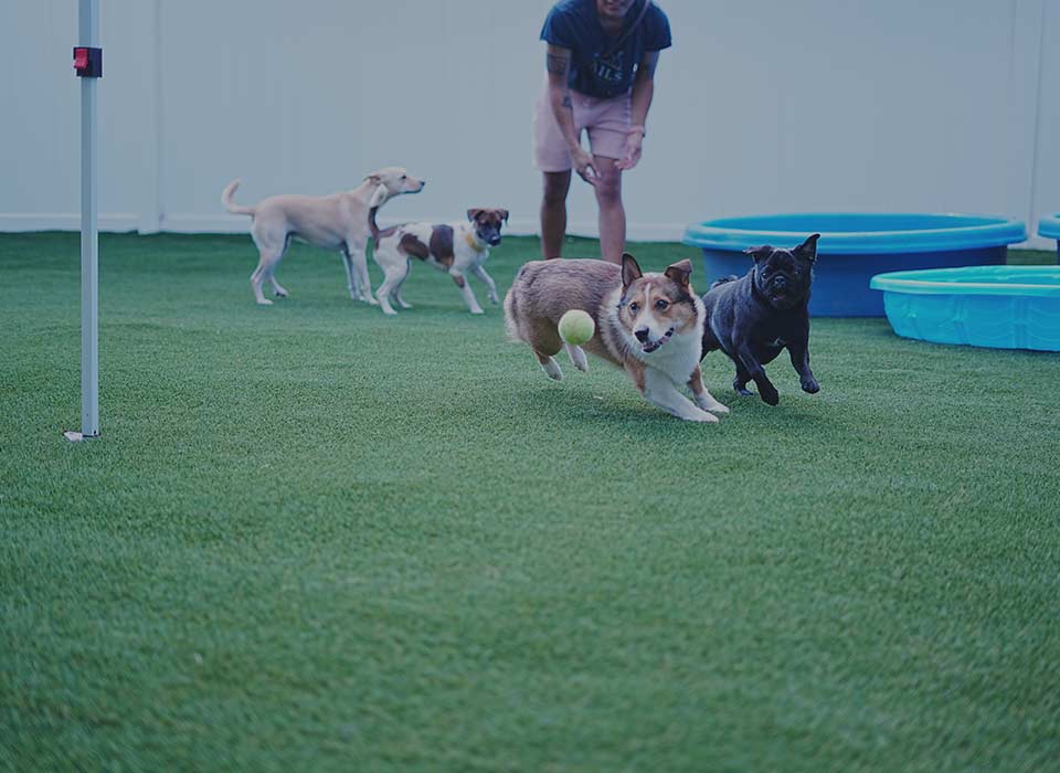 image of cute dogs at Tails of Hawaii doggy Daycare
