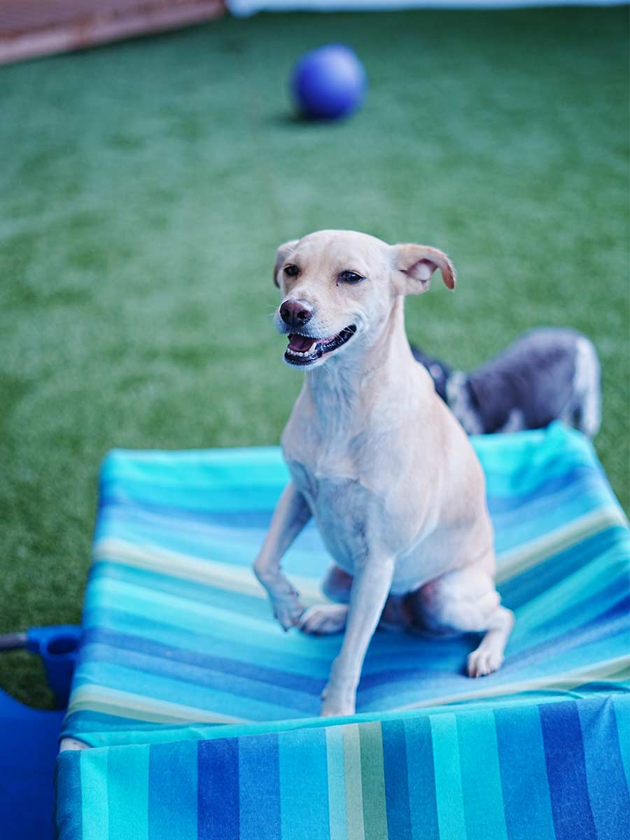 image of 2 dogs in doggy day care at Tails of Hawaii